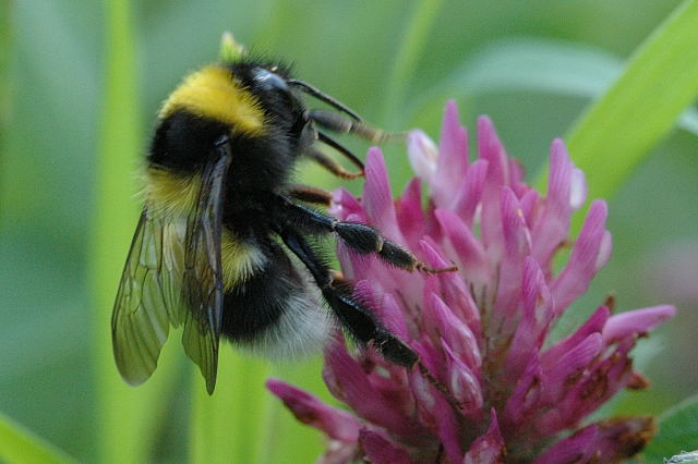 Bumblebee Bombus hortorum